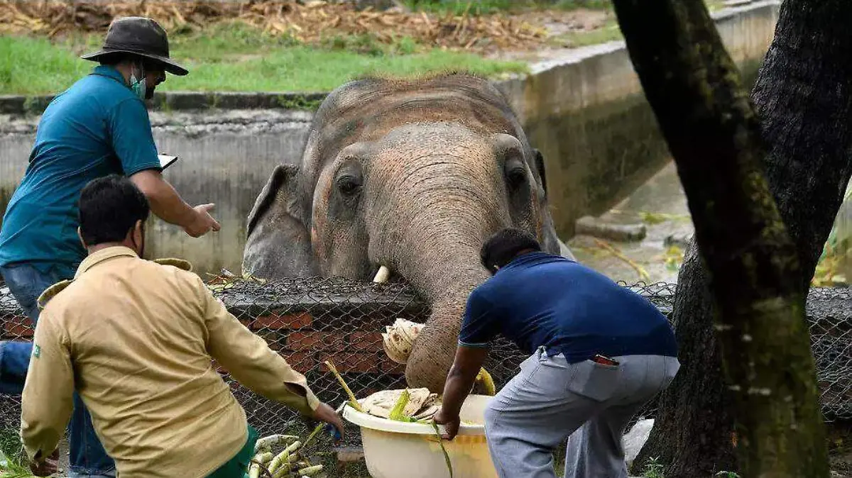 Elefante Pakistan-EFE